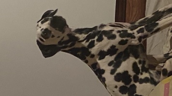 Собаки в добрые руки - Крис - 1