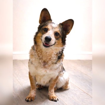 Собаки в добрые руки - Элли