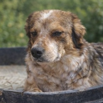 Собаки в добрые руки - Элли - 1