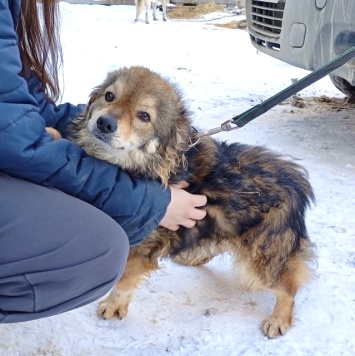 Собаки в добрые руки - Рози