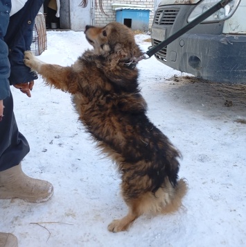 Собаки в добрые руки - Рози - 1