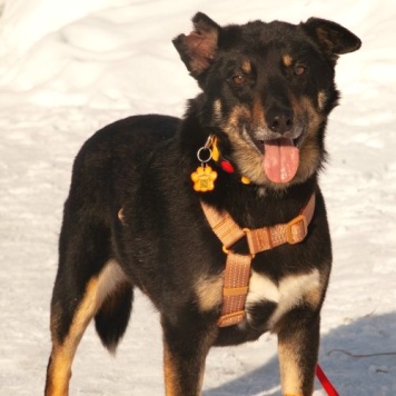 Собаки в добрые руки - Вива