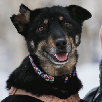 Собаки в добрые руки - Вива - 1