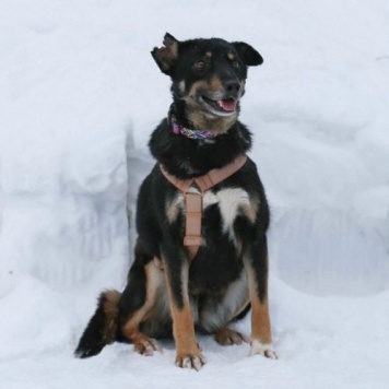 Собаки в добрые руки - Вива - 4