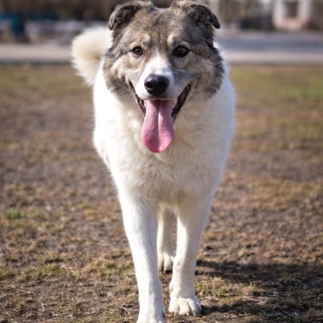 Собаки в добрые руки - Варя