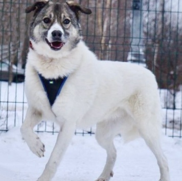 Собаки в добрые руки - Варя - 1