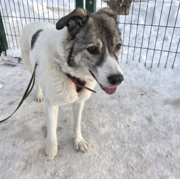 Собаки в добрые руки - Варя - 2