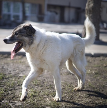 Собаки в добрые руки - Варя - 4