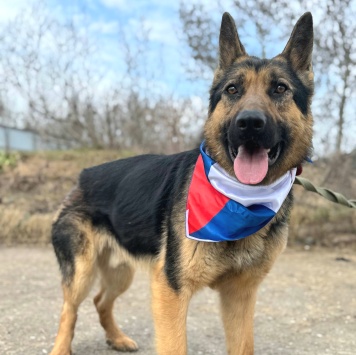 Собаки в добрые руки - Валет