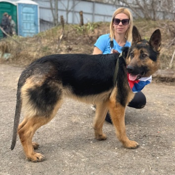 Собаки в добрые руки - Валет - 1