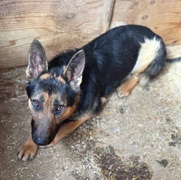 Собаки в добрые руки - Валет - 3