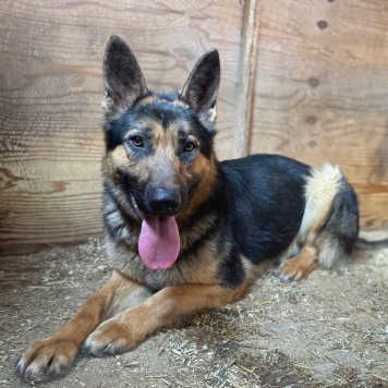 Собаки в добрые руки - Валет - 4