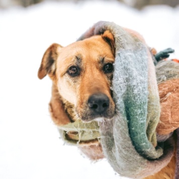 Собаки в добрые руки - Лесси