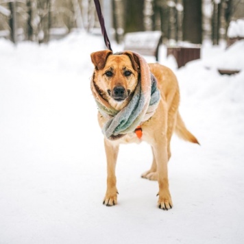 Собаки в добрые руки - Лесси - 1