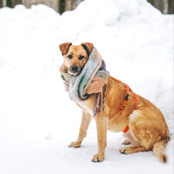 Собаки в добрые руки - Лесси - 2