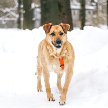 Собаки в добрые руки - Лесси - 3