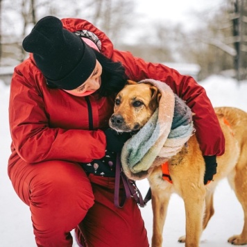 Собаки в добрые руки - Лесси - 4