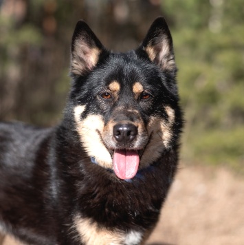 Собаки в добрые руки - Джейсон