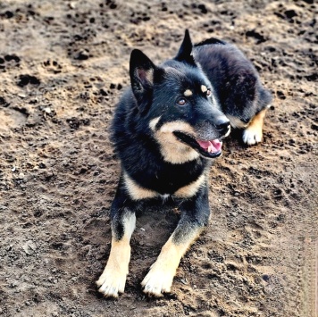 Собаки в добрые руки - Джейсон - 1