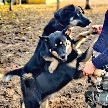Собаки в добрые руки - Джейсон - 2