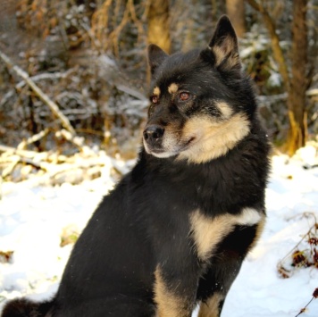 Собаки в добрые руки - Джейсон - 3