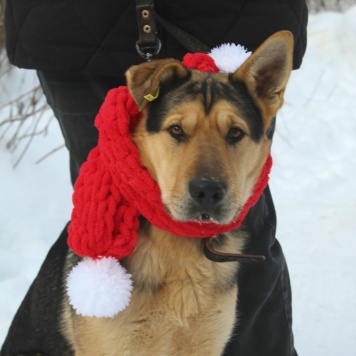 Собаки в добрые руки - Патрик