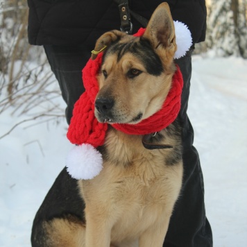 Собаки в добрые руки - Патрик - 1