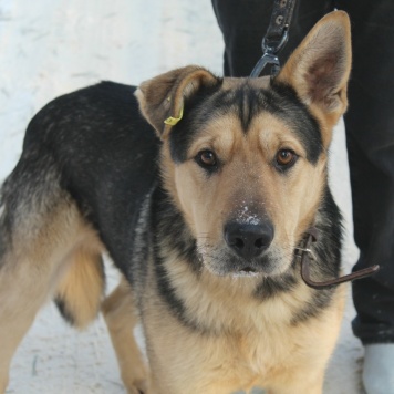 Собаки в добрые руки - Патрик - 2