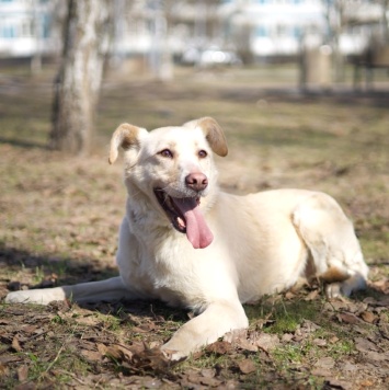 Собаки в добрые руки - Латика