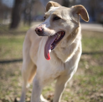 Собаки в добрые руки - Латика - 1