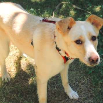 Собаки в добрые руки - Латика - 2