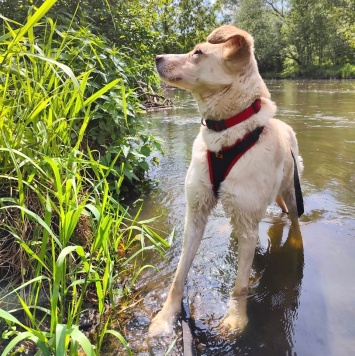 Собаки в добрые руки - Латика - 3