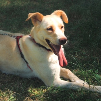 Собаки в добрые руки - Латика - 4