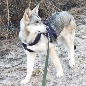 Собаки в добрые руки - Юна