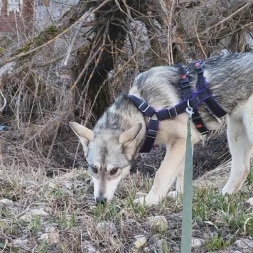 Собаки в добрые руки - Юна - 1