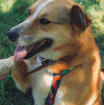 Собаки в добрые руки - Фокс