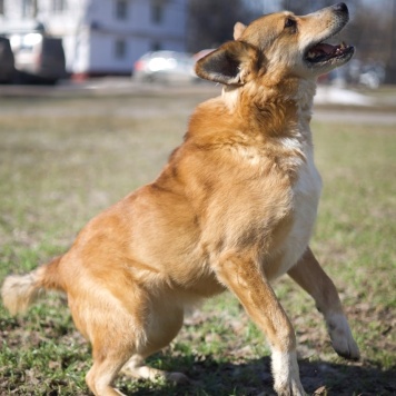 Собаки в добрые руки - Фокс - 1