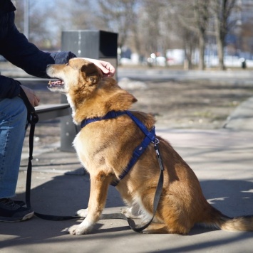Собаки в добрые руки - Фокс - 2