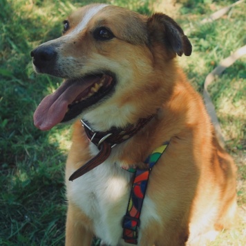 Собаки в добрые руки - Фокс - 3