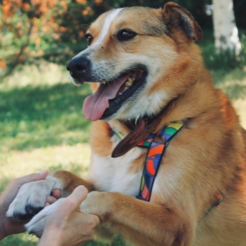 Собаки в добрые руки - Фокс - 4