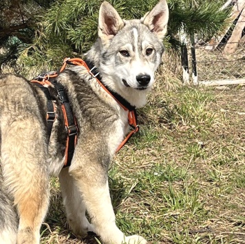 Собаки в добрые руки - Сэм