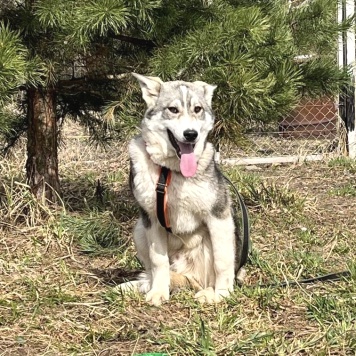 Собаки в добрые руки - Сэм - 1