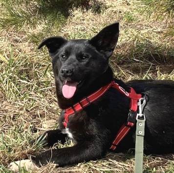 Собаки в добрые руки - Рэм