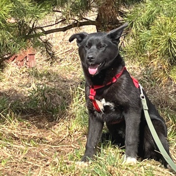 Собаки в добрые руки - Рэм - 1