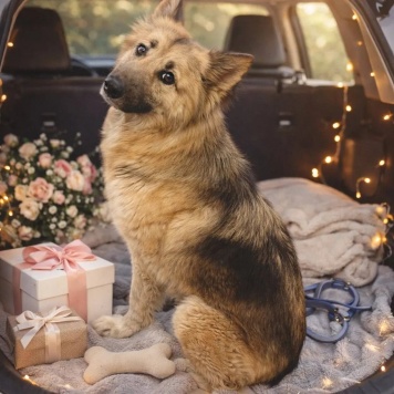 Собаки в добрые руки - Альфа