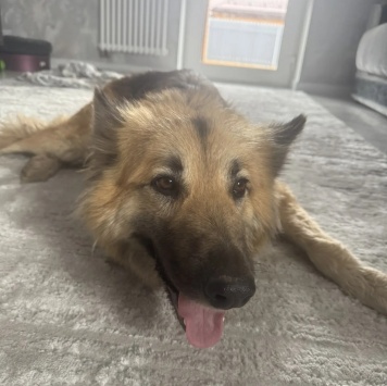 Собаки в добрые руки - Альфа - 1