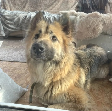 Собаки в добрые руки - Альфа - 2