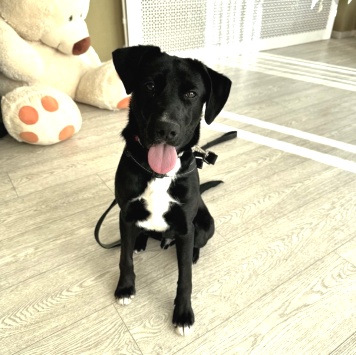 Собаки в добрые руки - Феникс