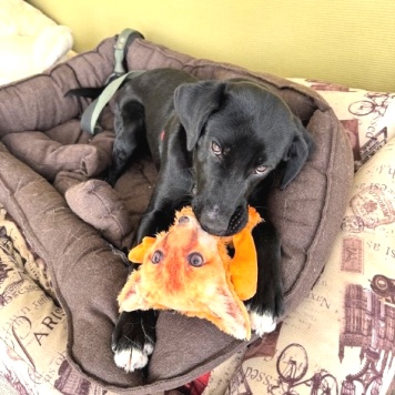 Собаки в добрые руки - Феникс - 1