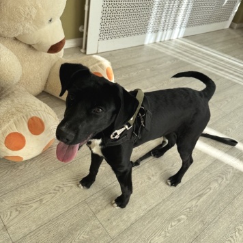 Собаки в добрые руки - Феникс - 2